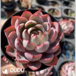 Echeveria Hera