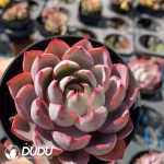 Echeveria Hera - Image 2