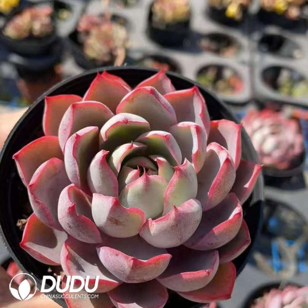 Echeveria Hera - Image 2