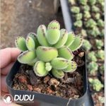 Cotyledon tomentosa