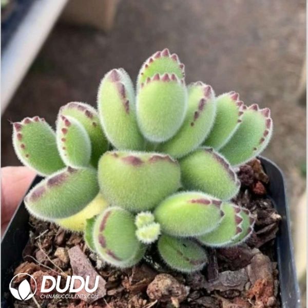 Cotyledon tomentosa - Image 2