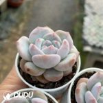 Echeveria Pomegranate Seed