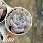 Echeveria Pomegranate Seed - Image 2