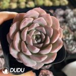Echeveria Grace