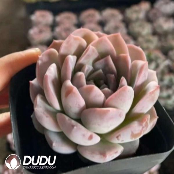 Echeveria Grace - Image 2