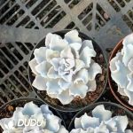 Echeveria Ballet
