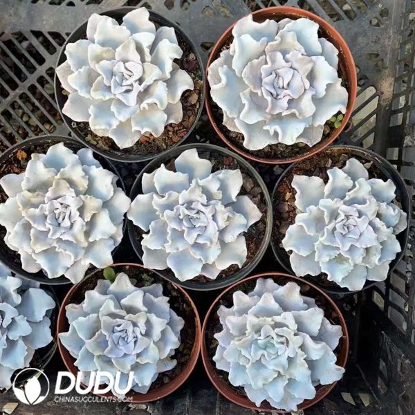 Echeveria Ballet - Image 2
