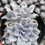 Echeveria Ballet Double Heads