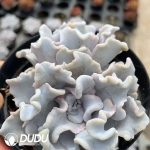 Echeveria Ballet Double Heads - Image 2