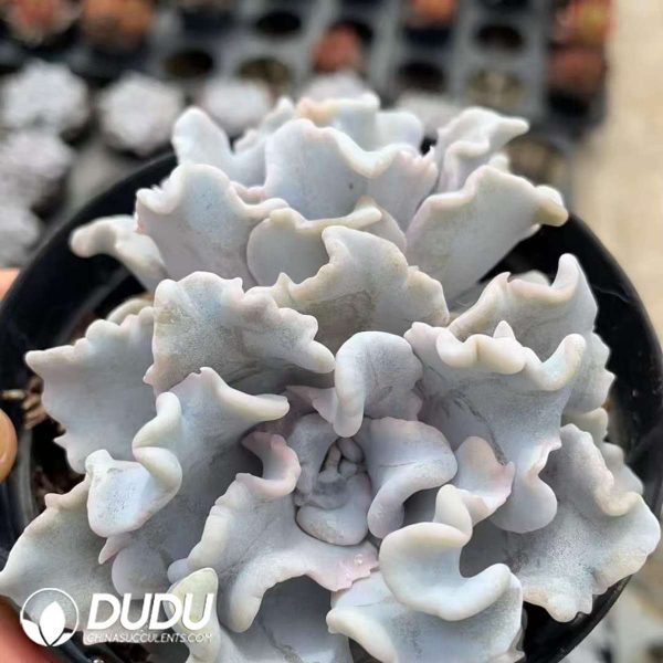 Echeveria Ballet Double Heads - Image 2