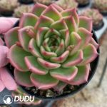 Echeveria Crystal Rose