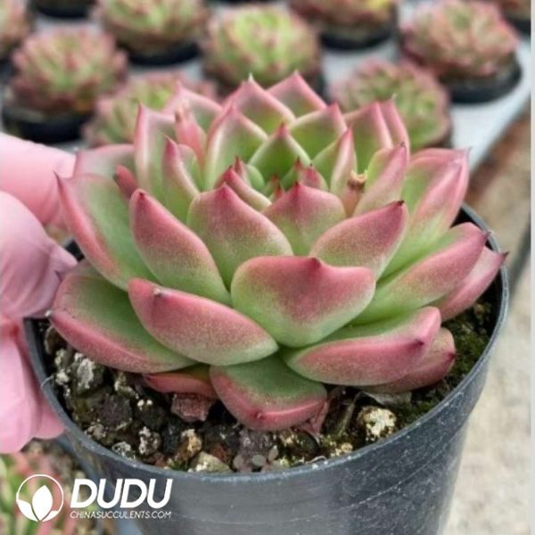 Echeveria Crystal Rose - Image 2