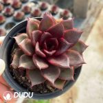 Echeveria Flame Rose