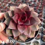Echeveria Flame Rose - Image 2