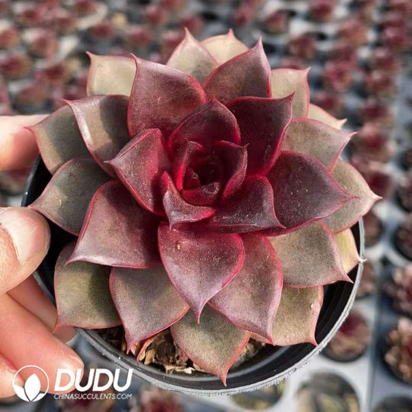 Echeveria Flame Rose - Image 2