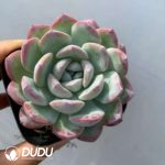 Echeveria Snow Pomelo