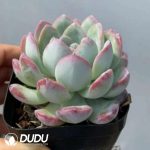 Echeveria Snow Pomelo - Image 2