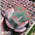 Echeveria The Blue of Brooklyn
