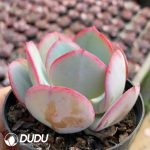 Echeveria The Blue of Brooklyn - Image 2