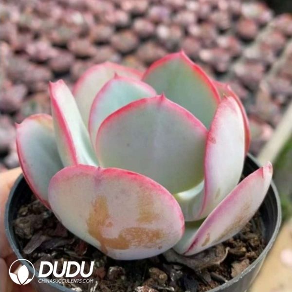 Echeveria The Blue of Brooklyn - Image 2