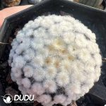 Mammillaria Plumosa