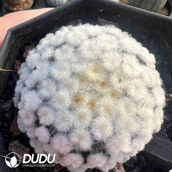 Mammillaria Plumosa - Image 1