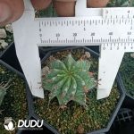 Euphorbia Horrida