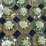 Euphorbia Horrida - Image 2