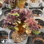 Aeonium Flower Moon Night Cristata