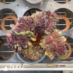 Aeonium Flower Moon Night Cristata - Image 2