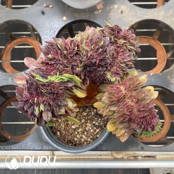Aeonium Flower Moon Night Cristata - Image 2