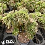 Aeonium Golden Jade Cristata - Image 2