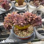 Aeonium Black Beauty Cristata