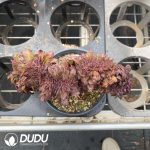 Aeonium Black Beauty Cristata - Image 2