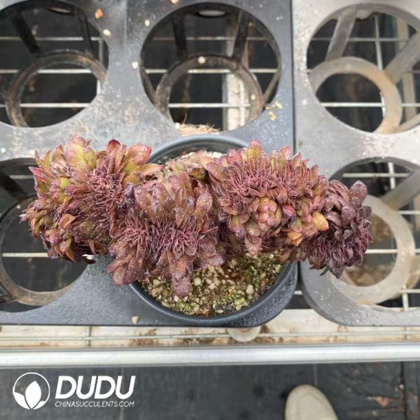 Aeonium Black Beauty Cristata - Image 2