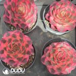 Aeonium As one wishes - Image 2