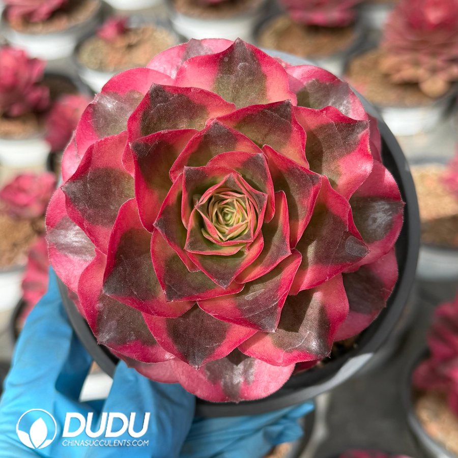 09339D120 Aeonium As one wishes - Image 1