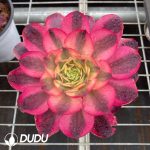 Aeonium As one wishes