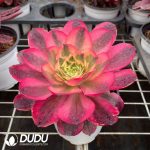 Aeonium As one wishes - Image 2