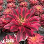 Aeonium Phantom