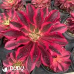 Aeonium Phantom - Image 2