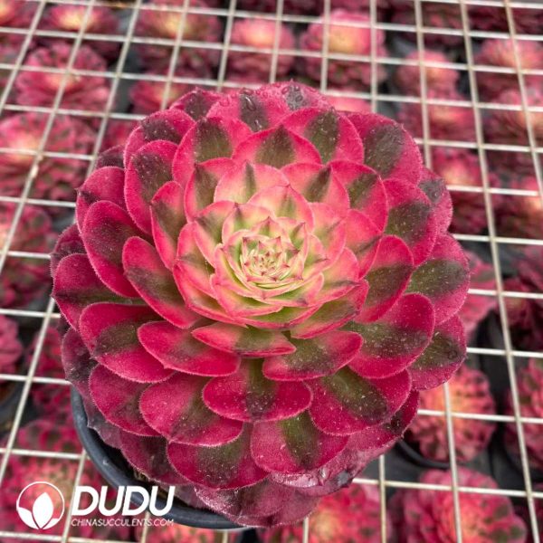 Aeonium Rose - Image 2