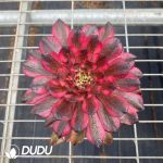 Aeonium Red Dragonfly