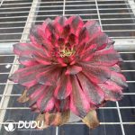 Aeonium Red Dragonfly - Image 2