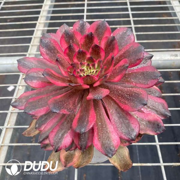 Aeonium Red Dragonfly - Image 2