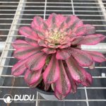 Aeonium Powder Hou Yi