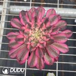 Aeonium Powder Hou Yi - Image 2