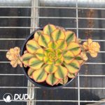 Aeonium Sun God