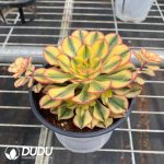 Aeonium Sun God - Image 2