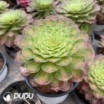 Aeonium Do You Know